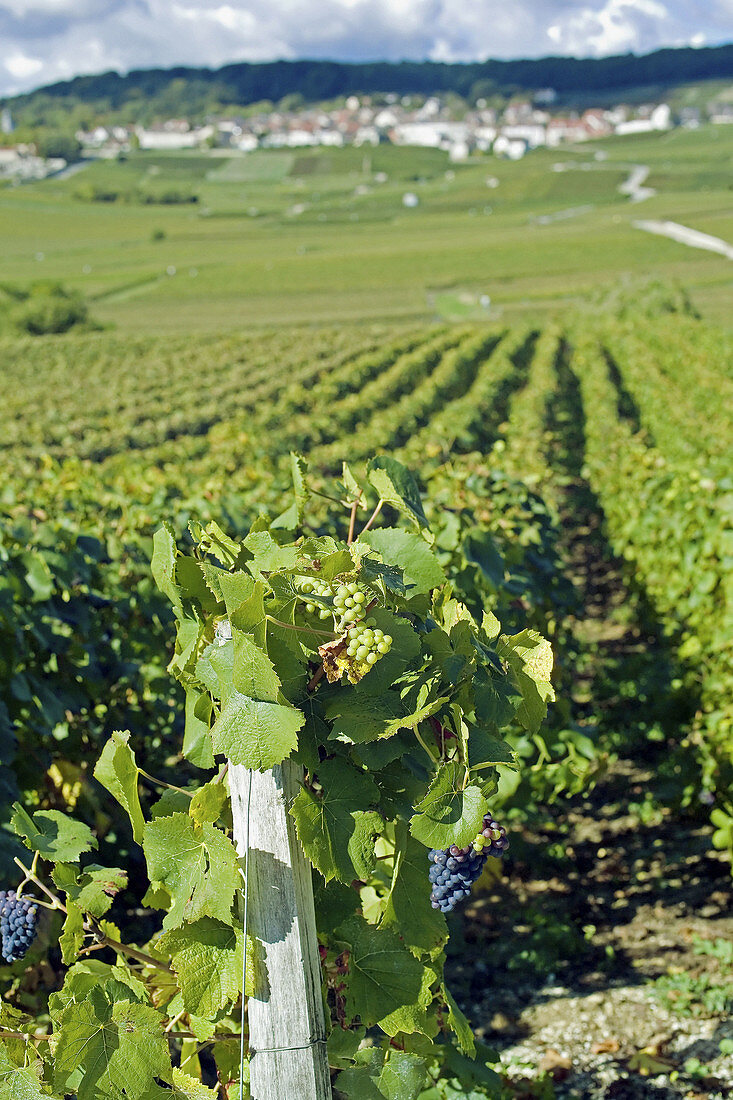 Grapes and Vineyards landscape. Hautvillers. Champagne. France