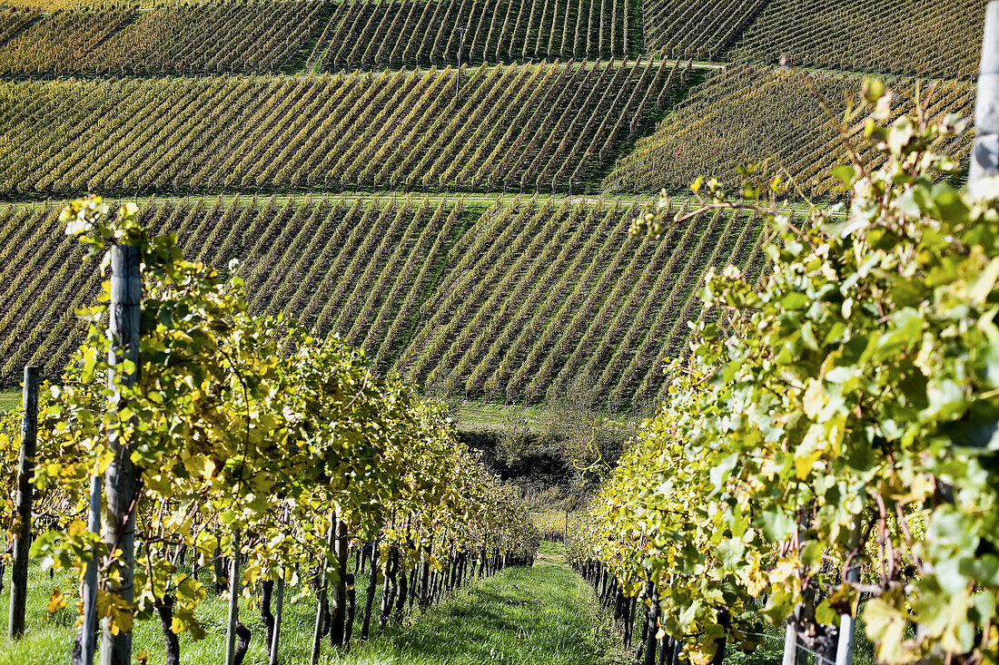 White Burgundy vineyard in autumn, Durbach. Baden-Württemberg, Germany