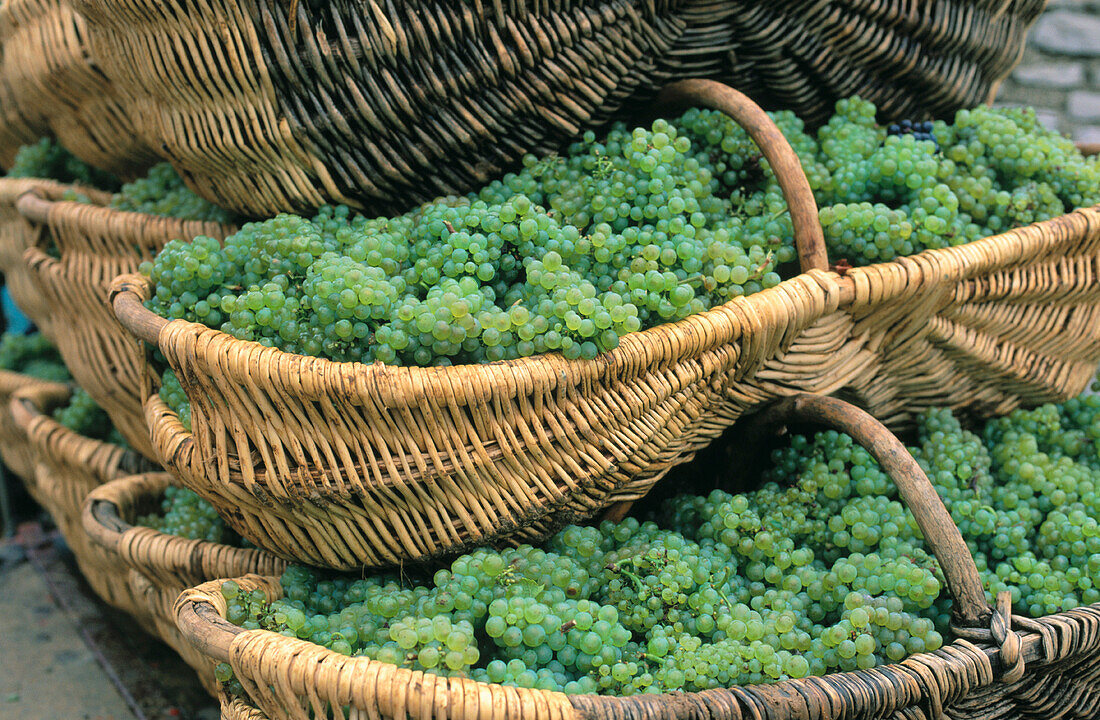 Grape picking baskets. Bourgogne. France