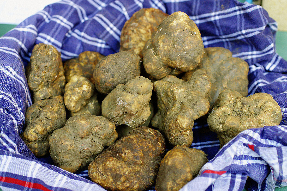 Truffles. San Giovanni d Asso. Siena province, Tuscany, Italy