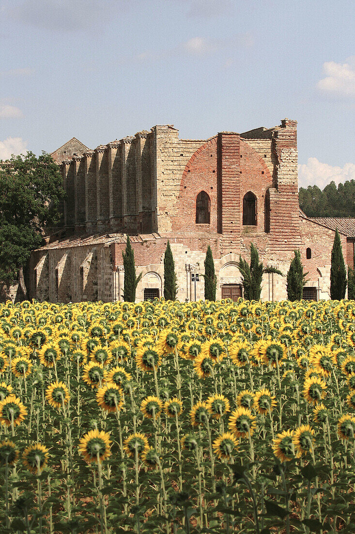 Ruins of the Gothic Abbey of San Galgano. Siena, Tuscany. Italy