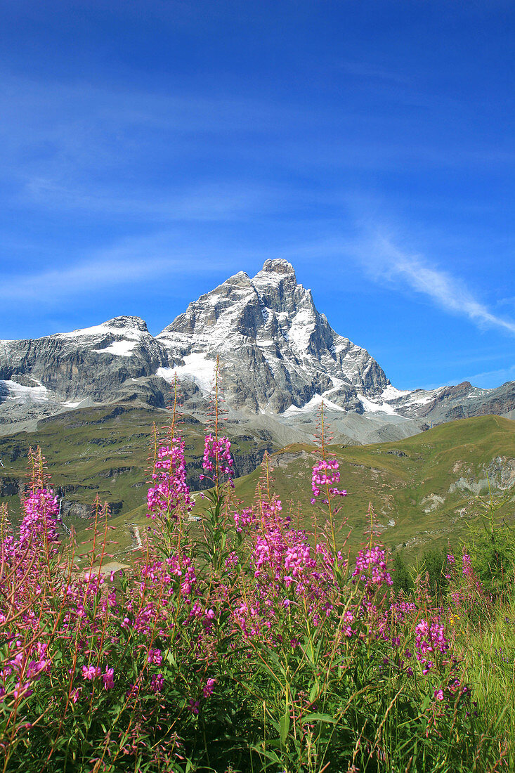  Aussen, Berg, Berge, Blau, Blauer Himmel, Blume, Blumen, Draussen, Farbe, Gebirgskette, Gebirgsketten, Gebirgszug, Gras, Himmel, Italien, Länder, Landschaft, Landschaften, Matterhorn, Natur, Ökosystem, Ökosysteme, Plätze der Welt, Spitze, Spitzen, Tagesz