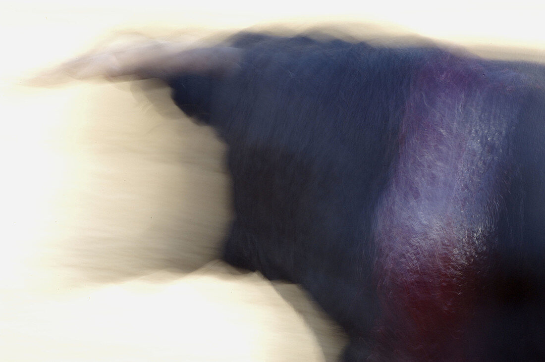  Animal, Animals, Blood, Blurred, Bull, Bullfight, Bullfighting, Bulls, Color, Colour, Concept, Concepts, Daytime, Exterior, Fighting bull, Fighting bulls, Folk, Folklore, Horizontal, One, One animal, Outdoor, Outdoors, Outside, Show, Shows, Silhouette, S