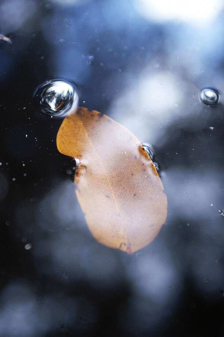 Leaf on water. Negro River, Manaus. Brazil