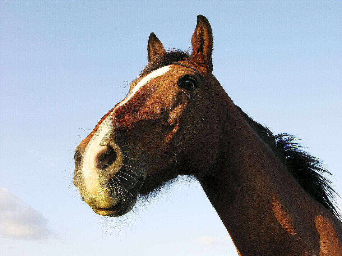  Animal, Animals, Close up, Close-up, Closeup, Color, Colour, Country, Countryside, Daytime, Exterior, Farm animals, Farming, Head, Heads, Herbivore, Herbivores, Herbivorous, Horizontal, Horse, Horses, Livestock, Low angle view, Mammal, Mammals, Nature, N