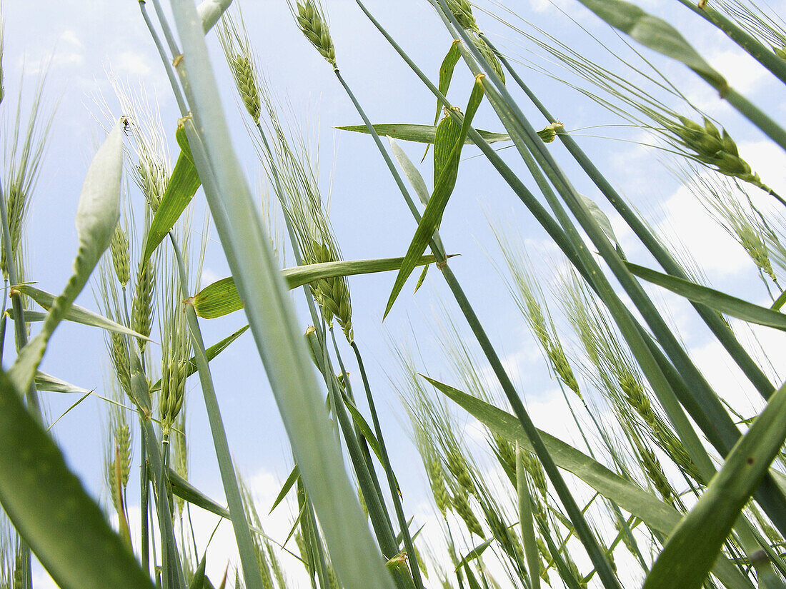 Wheat. Morocco