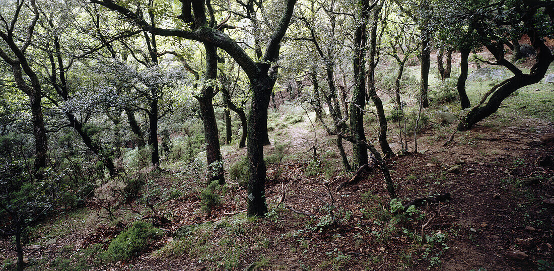 Holm oaks. Girona province, Spain