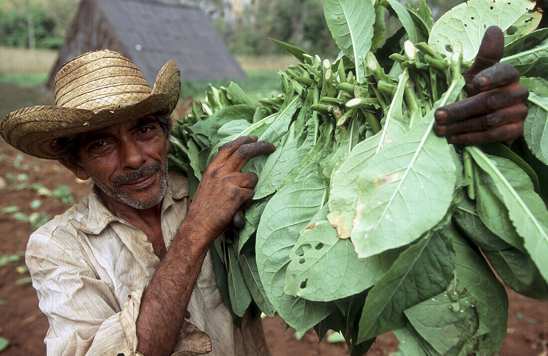  Adult, Adults, Agriculture, Caribbean, Color, Colour, Crop, Crops, Cuba, Daytime, Economy, Ethnic, Ethnicity, Exterior, Facial expression, Facial expressions, Facing camera, Farming, Field, Fields, Greater Antilles, Grin, Grinning, Harvest, Harvesting, H