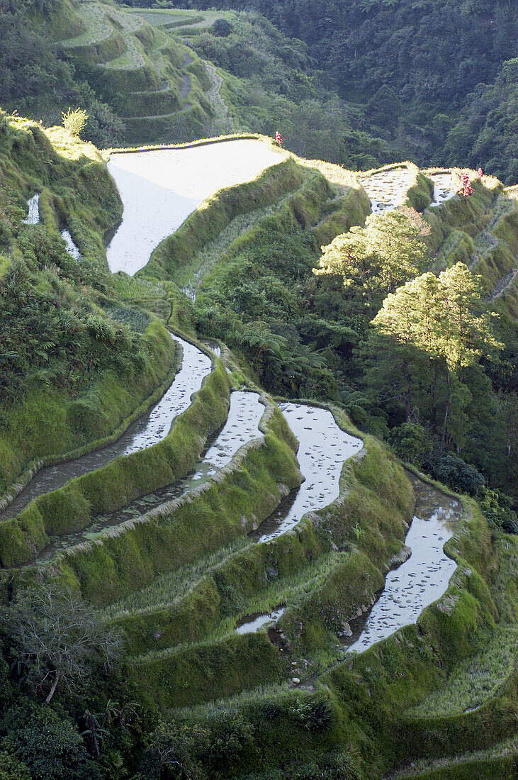 Described as the eighth wonder of the world, carved out of the hillside by Ifugao tribes people 2000 to 3000 years ago, they were declared a UNESCO World Heritage Site in 1995. Banaue rice terraces. Philippines.