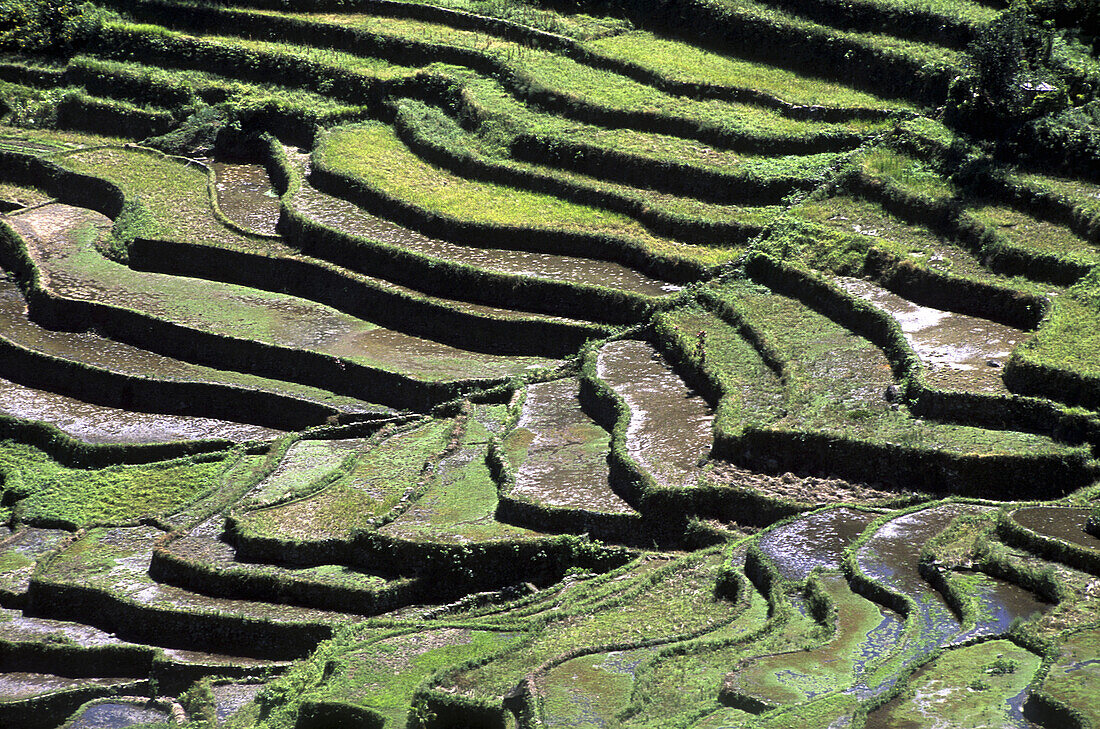 Described as the eighth wonder of the world, carved out of the hillside by Ifugao tribes people 2000 to 3000 years ago, they were declared a UNESCO World Heritage Site in 1995. Banaue rice terraces. Philippines.
