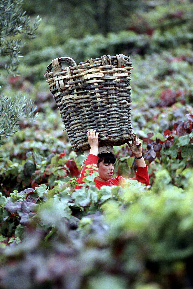 Vintage. Grape harvest. A woman carries a gigo (large basket: 60 kg) to transfer grapes to the lagares (winepress). Douro vineyards.The river Douro valley. Port wine (Vinho do Porto). Portugal