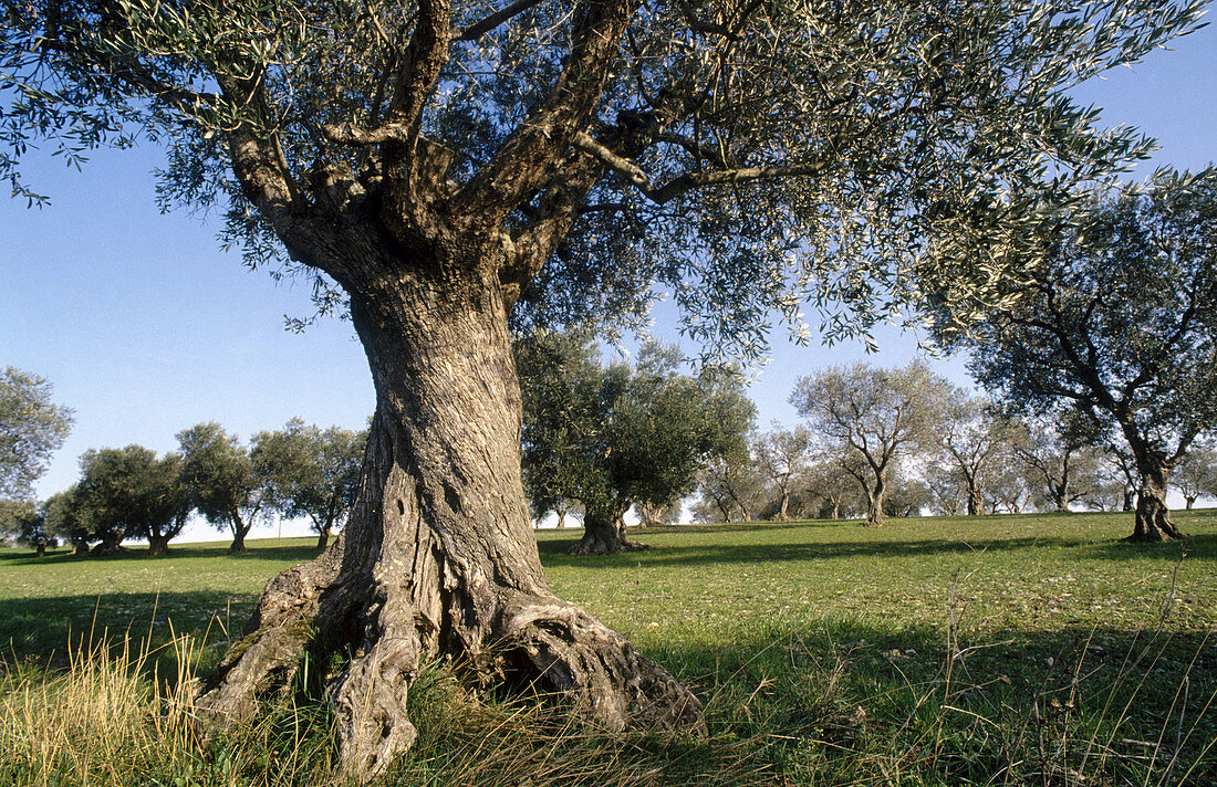 Olive trees, L Empordà, Girona province, Spain