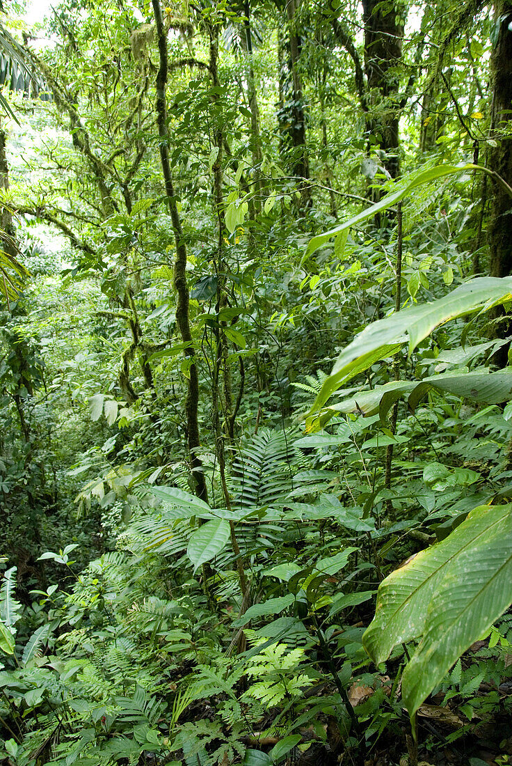 Rain forest protected area, close to Arenal Volcano National Park. Costa Rica. Central America