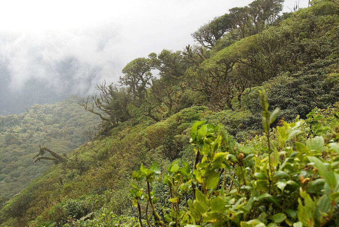 Reserva Biológica Bosque Nuboso Monteverde. Puntarenas, Costa Rica