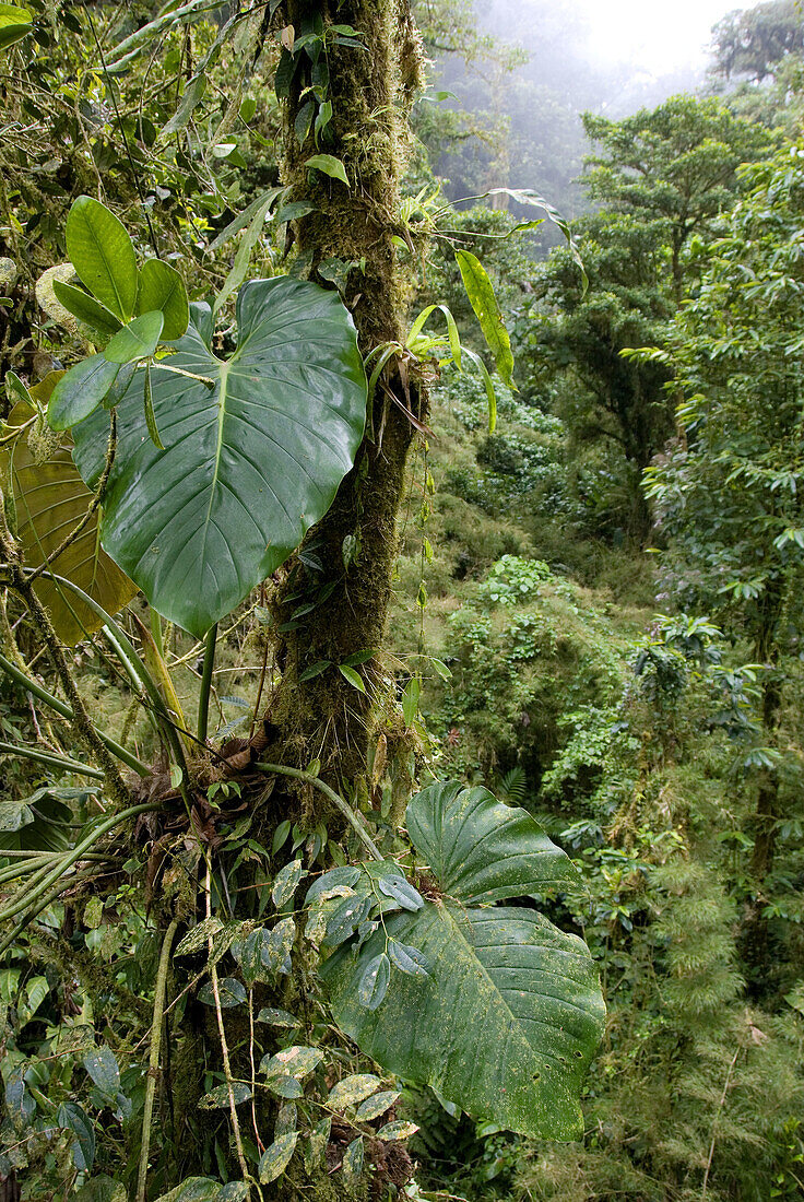 Reserva Biológica Bosque Nuboso Monteverde. Puntarenas, Costa Rica
