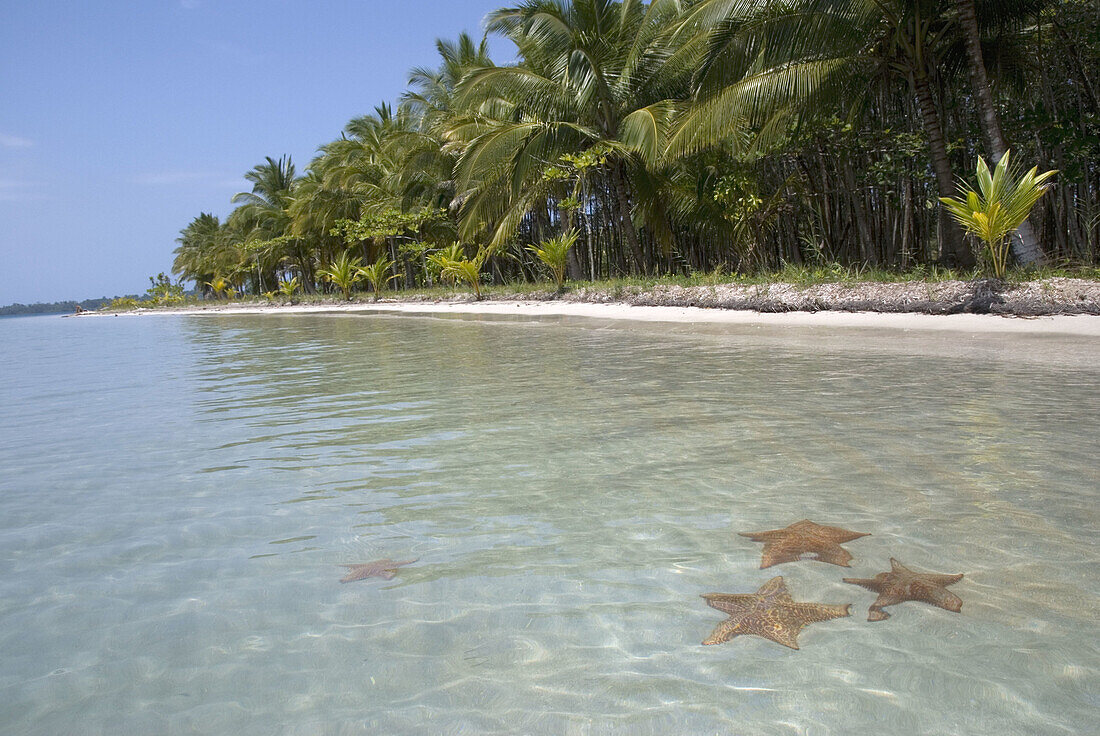 Star beach.Bocas del Drago. Isla Colon. Archipelago Bocas del Toro. Panama