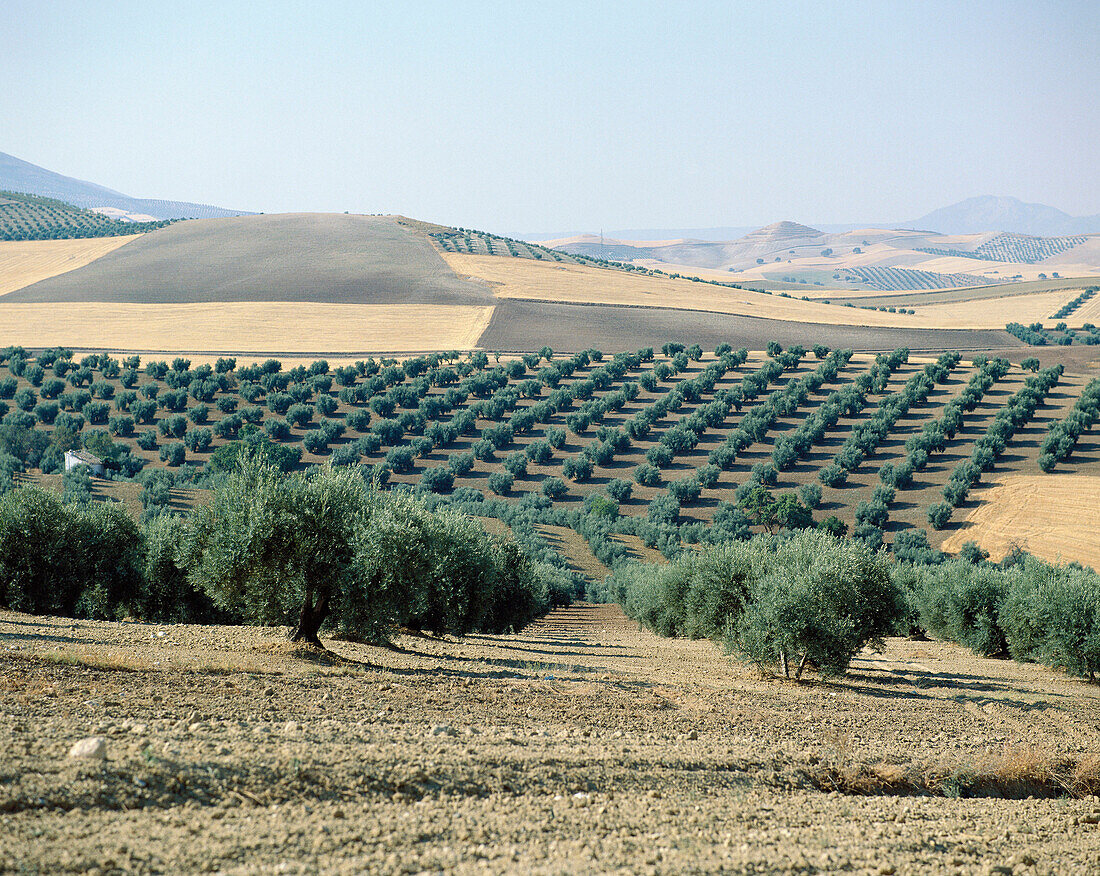 Wheat harvest and olive trees. Peal de Becerro. Jaen provincie. Spain.