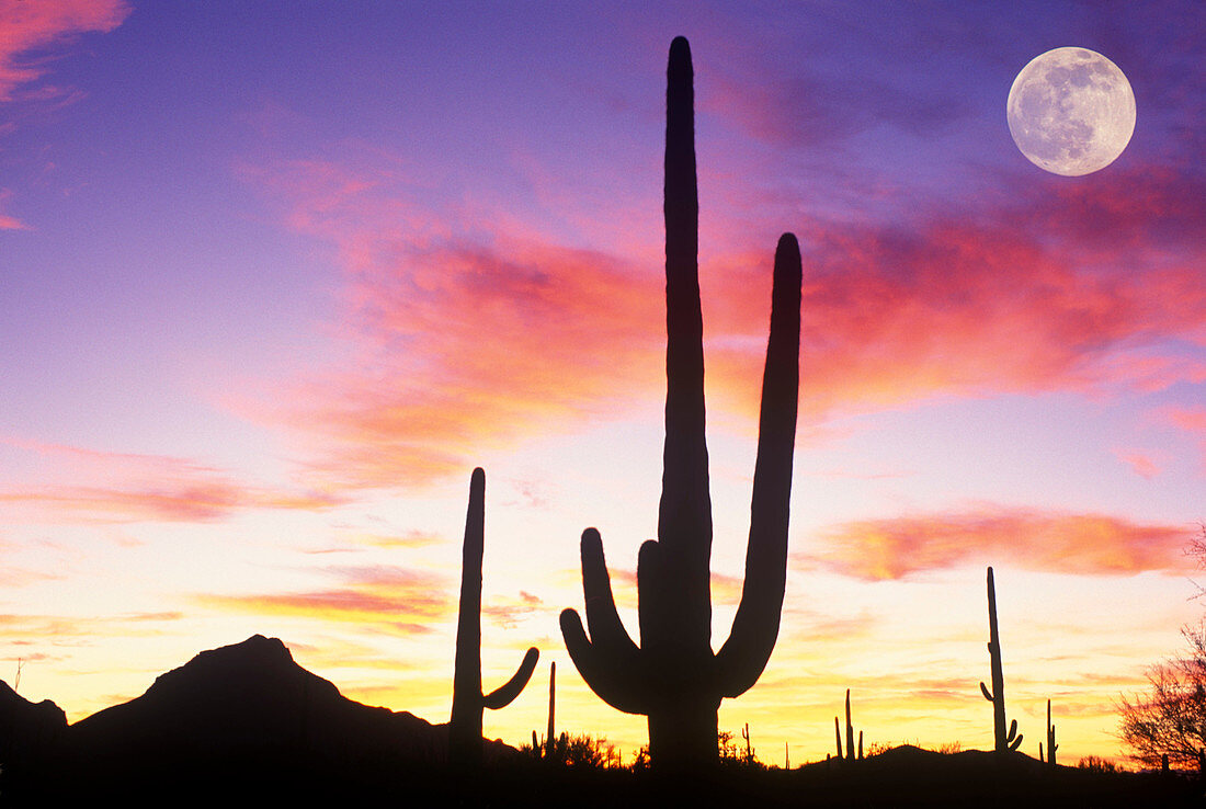 Color:scenic saguaro cactus, Saguaro national monument arizona, USA.