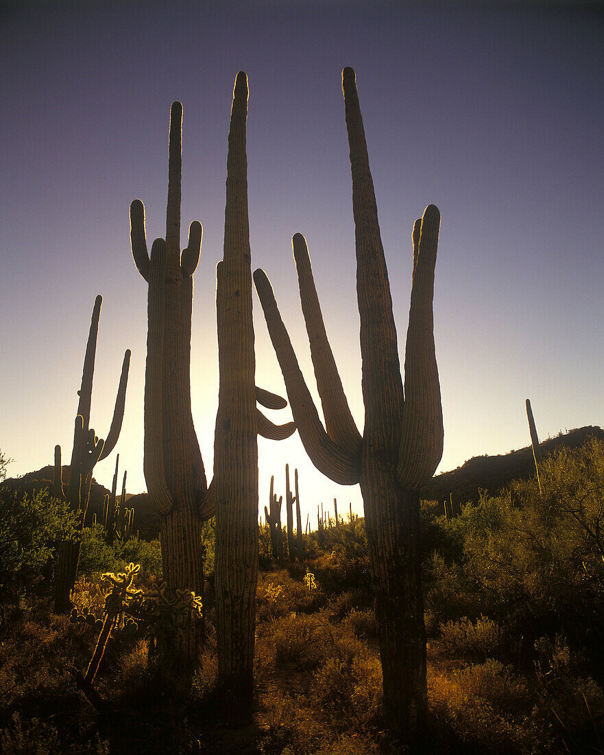 Scenic saguaro cactus, Saguaro national monument arizona, USA.