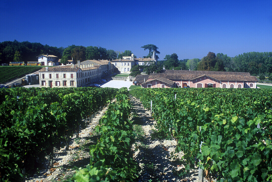 Vines, Chateau lafite rothschild vineyard, Pauillac, (bordeaux) , France.