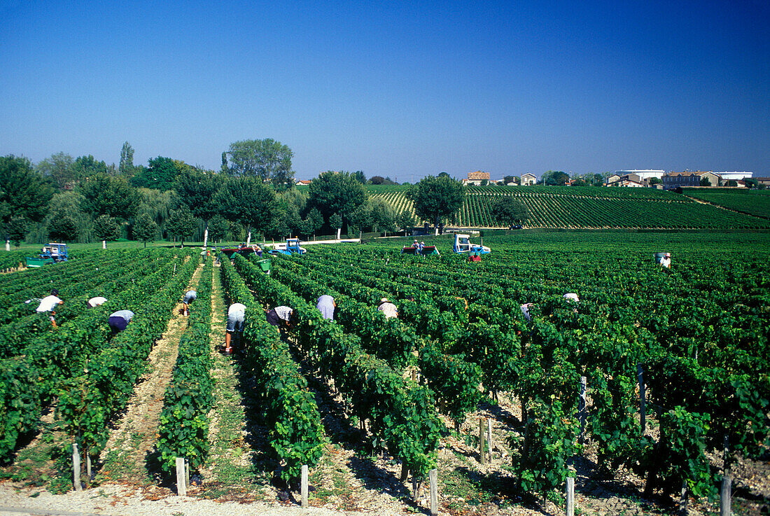 Harvesting vines, Chateau lafite rothschild, Pauillac, (bordeaux) , France.
