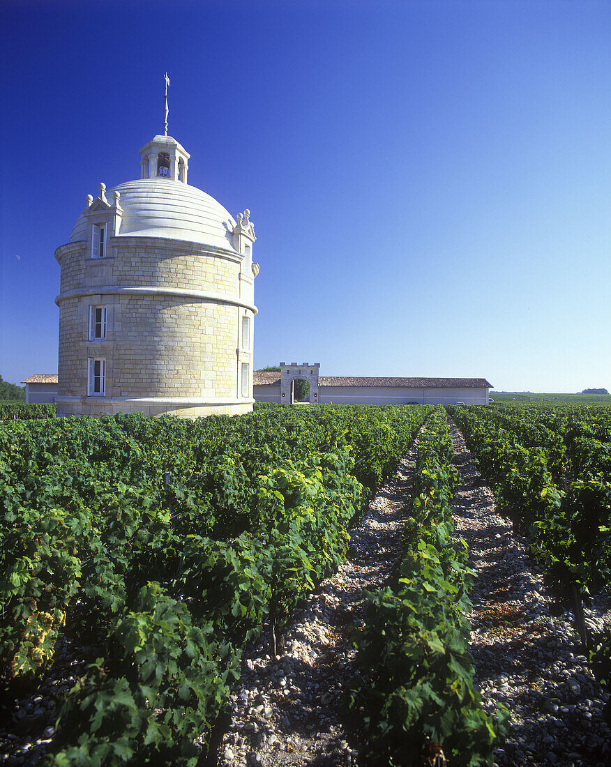 Vines, Chateau latour vineyard, Pauillac, (bordeaux) , France.