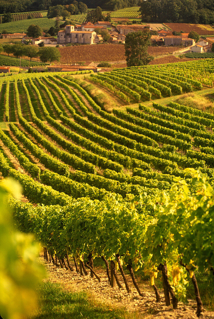 Scenic vineyards, Saint preuil village, grande champagne de cognac, Charente, France.