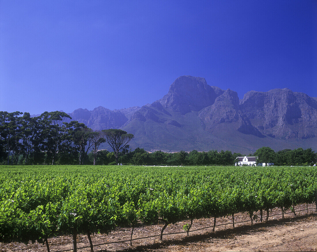 Boschendal monument vineyard, Mount groot, Drakenstein, Western cape, South africa.