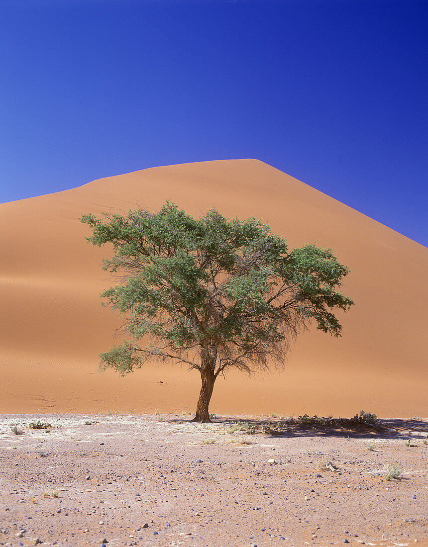 Scenic tree, Sand dune, Sossusvlei, Namib-naukluft desert park, Namibia.