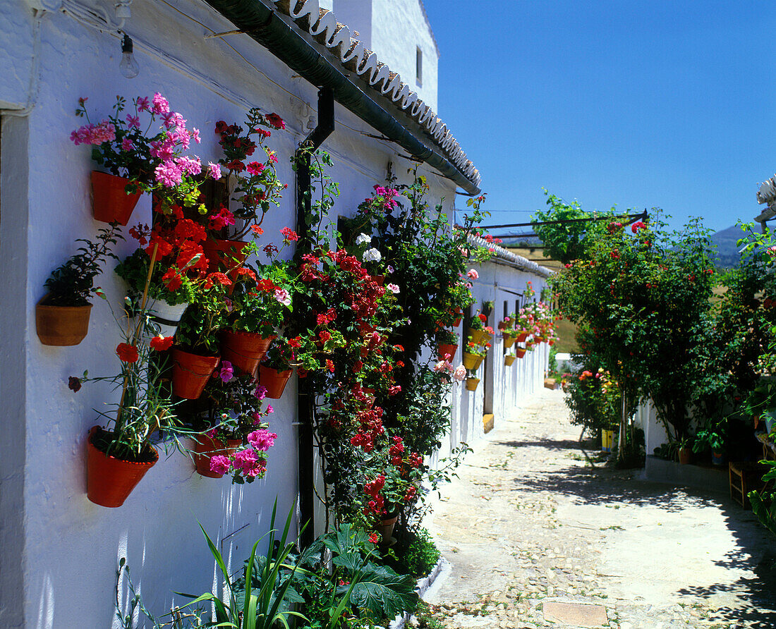 Flower pots, Patio de santa ana, Ronda, Andalucia, Spain.