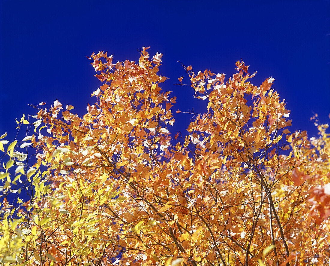 Fall foliage, Pennsylvania, USA