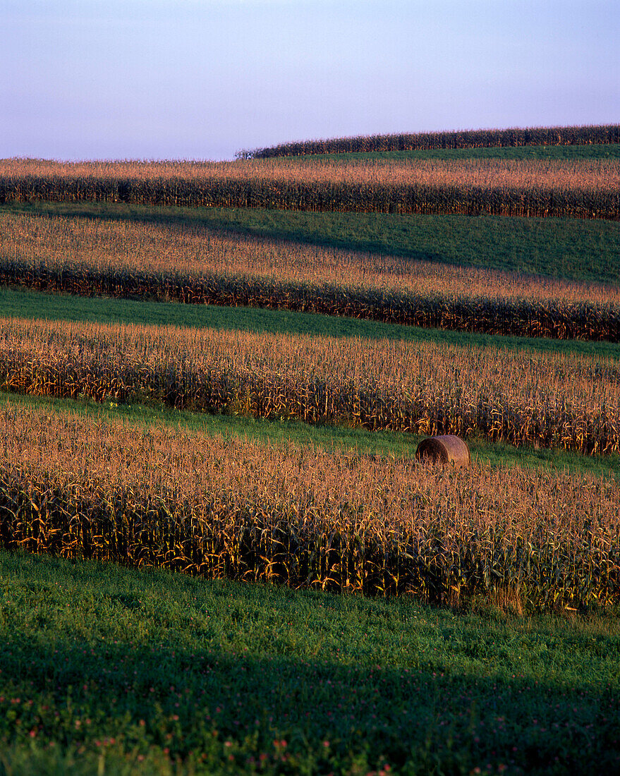 Cornfield, Pennsylvania, USA