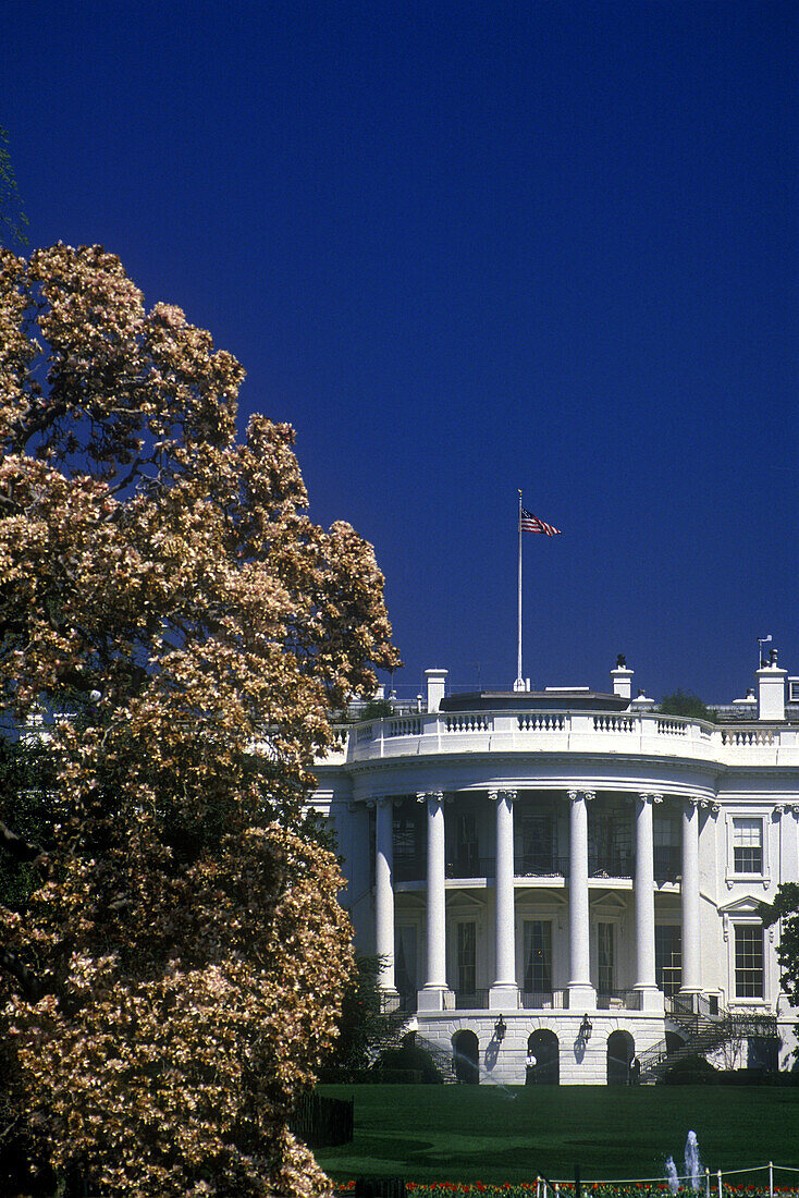 Spring blossoms, White house, Washington D.C., USA.