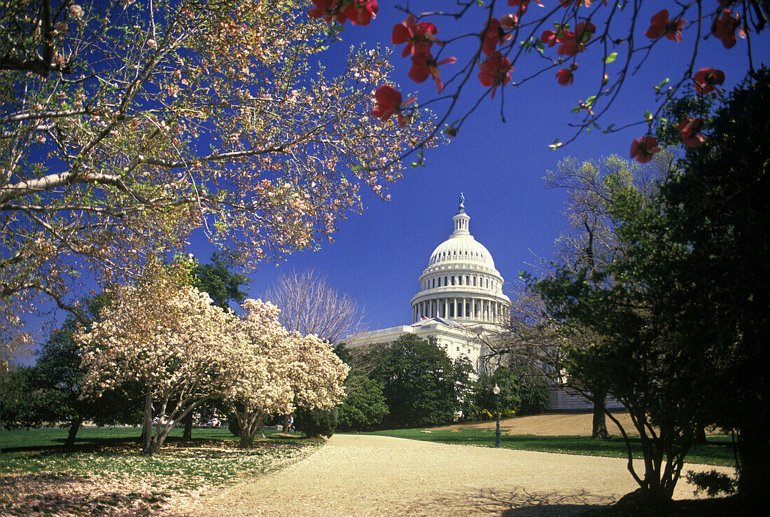 Spring blossoms, Capitol building, Washington D.C., USA.