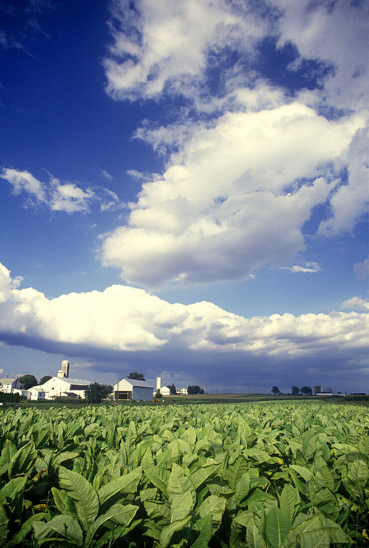 Scenic tobacco field, Lancaster county, Pennsylvania, USA.