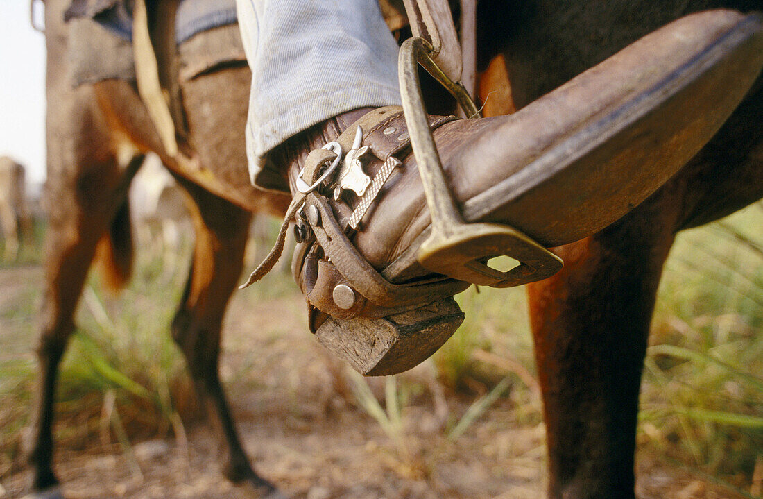 Ranch. Rio Maria. Amazon. Brazil