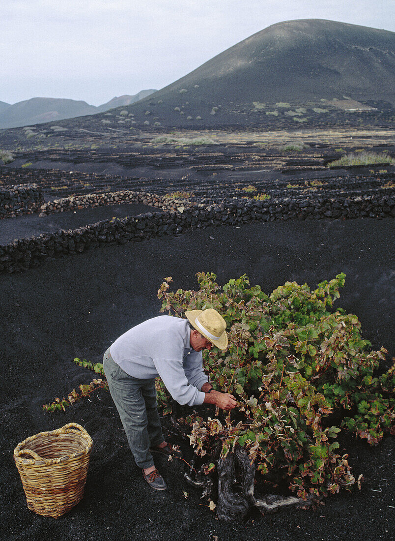 Malvasia vintage, La Geria. Lanzarote, Canary Islands, Spain