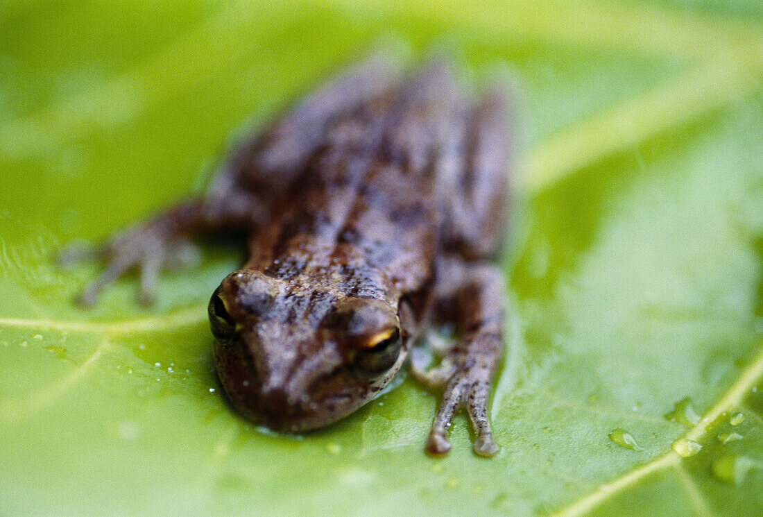 Frog, Fernandez Bay. Cat Island, Bahamas