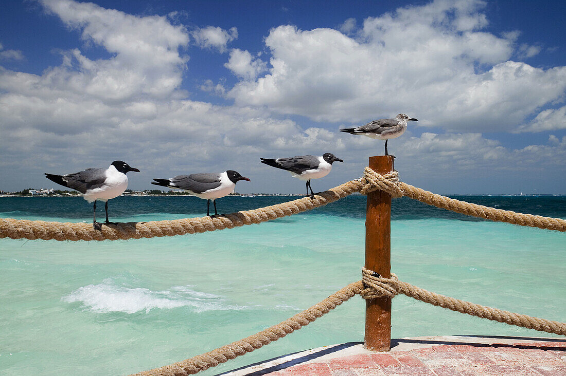 Beach, Cancun. Quintana Roo, Yucatan Peninsula, Mexico