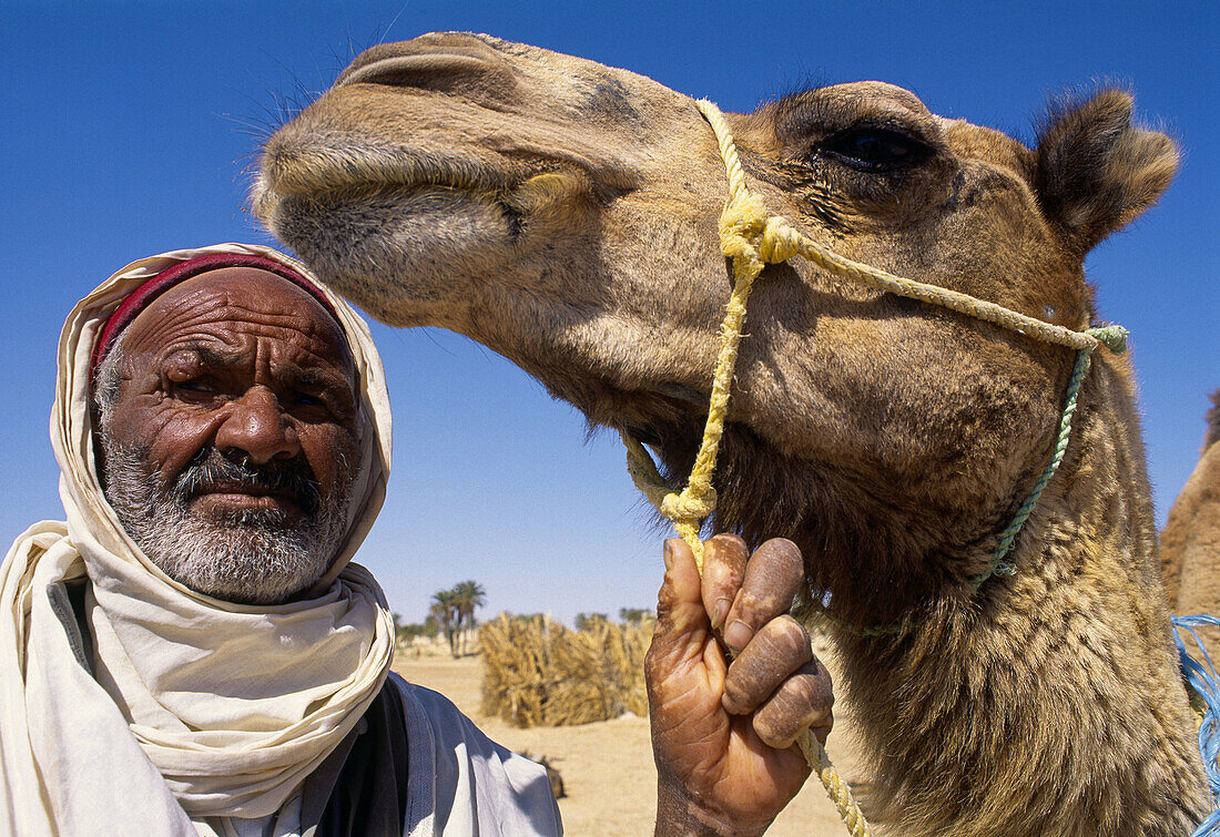 Camel. Sahara Desert, Douz, Tunisia