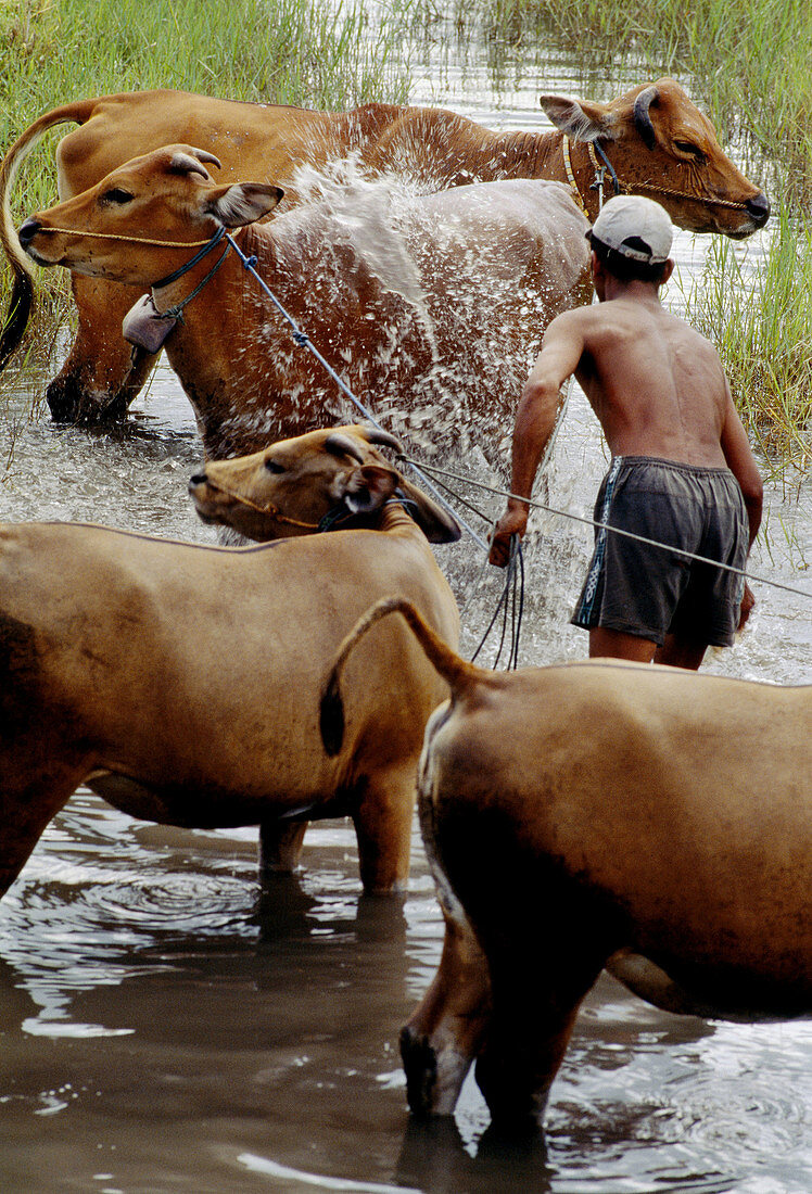 Countryside scene in Bali Island, Indonesia