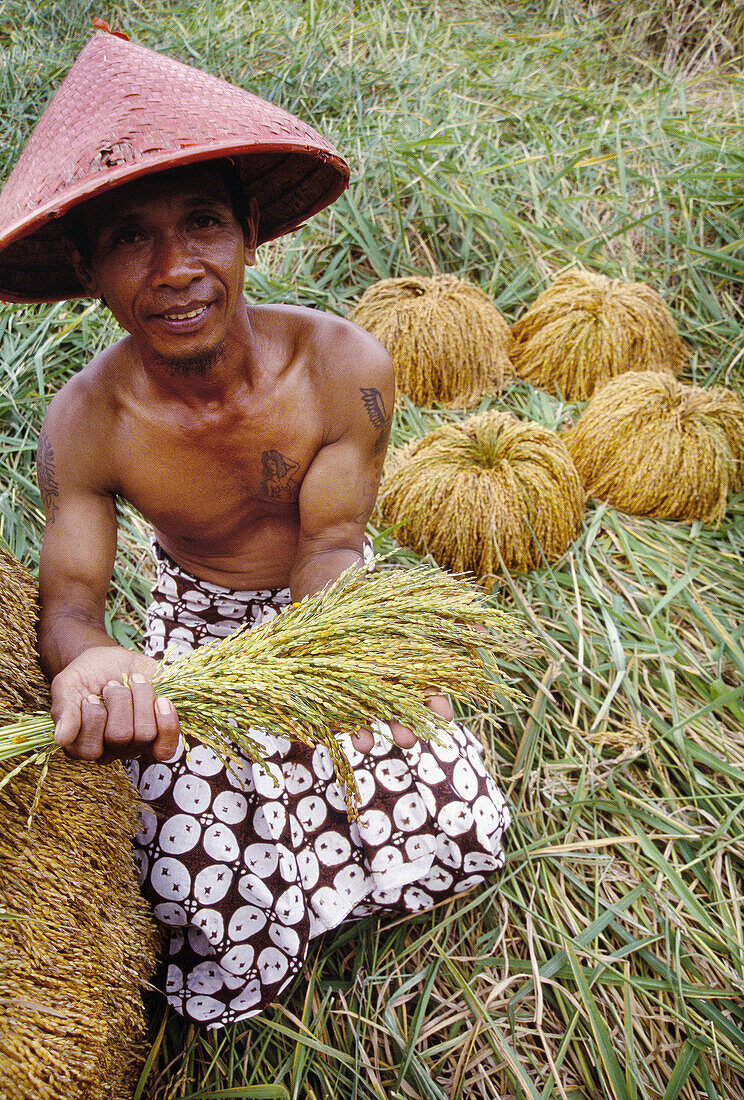 Man harvesting rice in ricefields. Bali Island. Indonesia