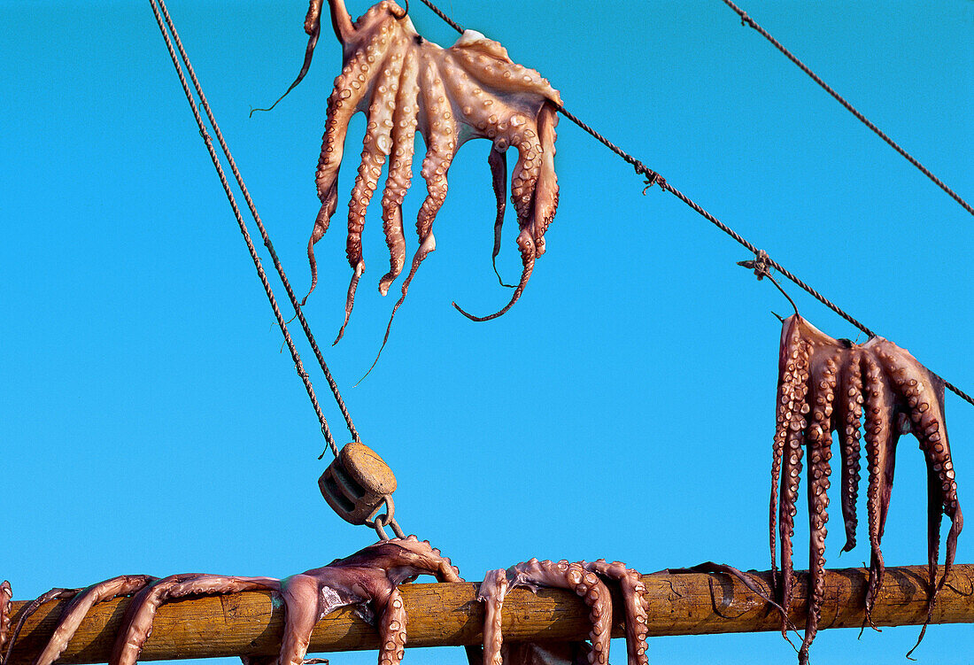 Octopus drying. Mikonos. Cyclades Islands. Greece