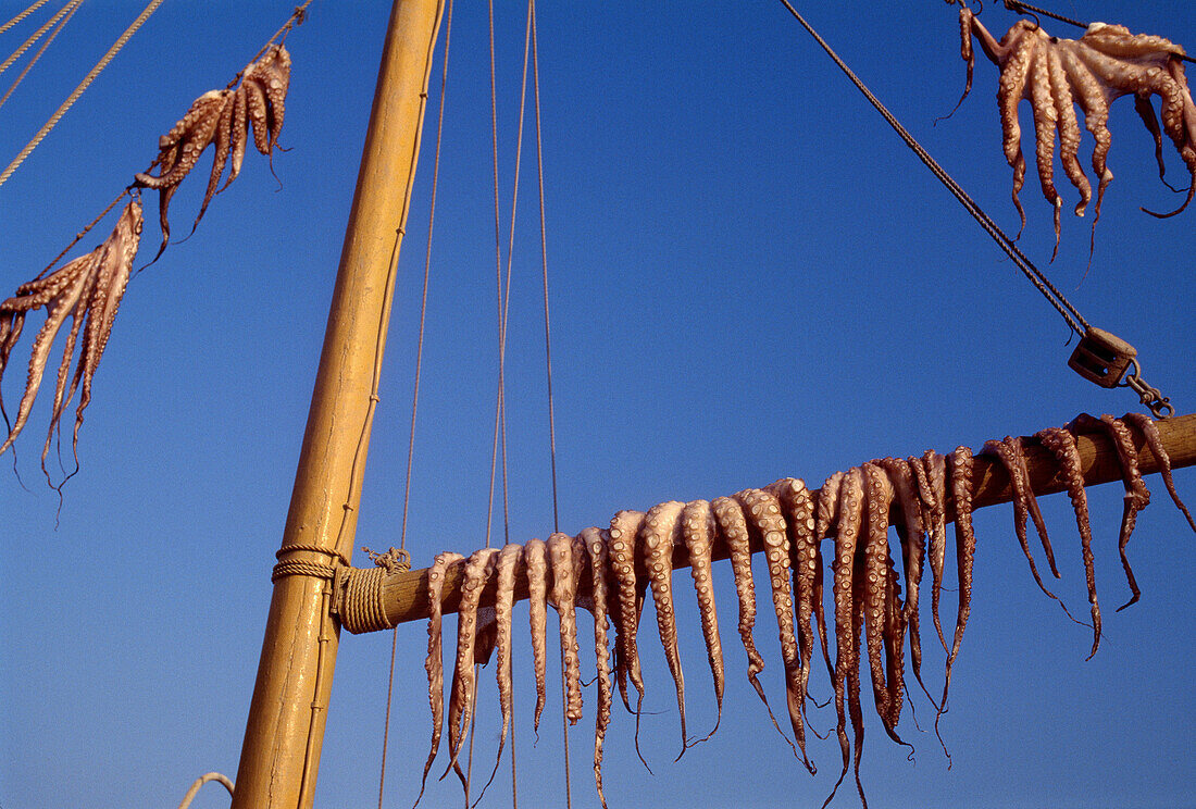 Octopus drying. Mikonos. Cyclades Islands. Greece