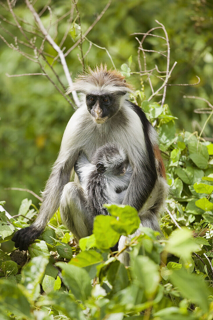 Red Colobus Monkey, Zanzibar Island, Tanzania