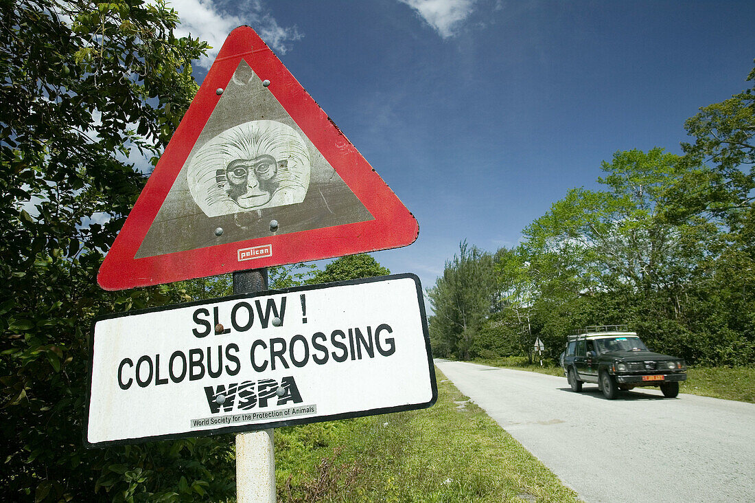 Red Colobus Monkey SIGNAL, Zanzibar Island, Tanzania