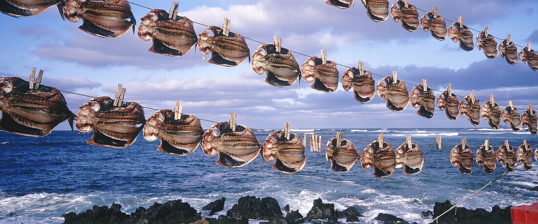 Drying fish. La Graciosa island. Canary Islands. Spain