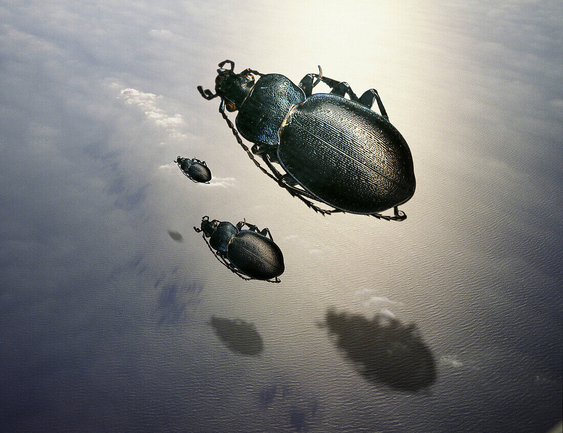 Giant beetles flying over the sea