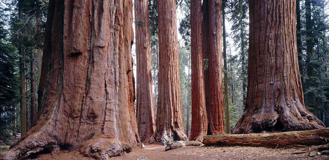Sequoia National Park. California, USA