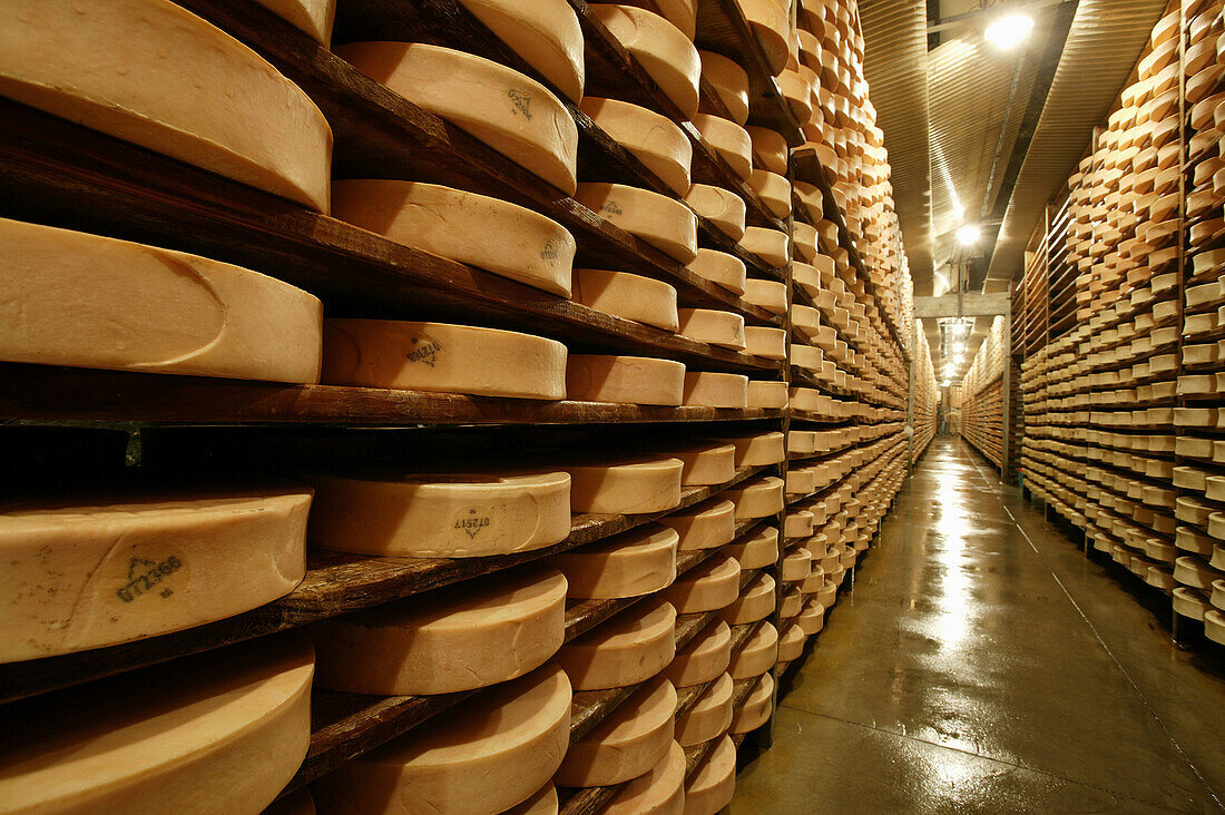 Fontina cheese curing. Val d Aosta, Italy